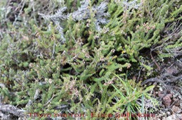 Thym marron - Erica gallioides - Ericacée - B