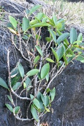 Ficus reflexa - Affouche petites feuilles - MORACEAE - Indigène Réunion - MAB_8253
