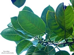 Ficus reflexa.affouche à petites feuilles.moraceae.indigène Mascareignes.P1810277