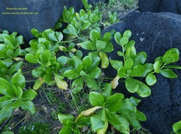 Scaevola taccada.manioc marron du bord de mer.goodeniaceae.indigène Réunion.P1810334