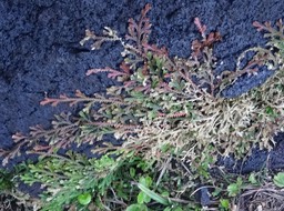Selaginella viridula - SELAGINELLACEAE - Endémique Réunion, Maurice - DSC01848