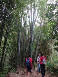21 1 bambou géant DSC07100