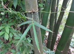 22 2 autre bambou DSC07104