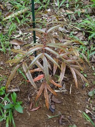 39 1 Polyscias aemilguineae Bois de papaye rare DSC07135