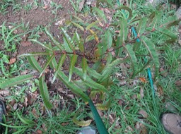 39 2 Polyscias aemilguineae Bois de papaye rare Araliacee DSC07180