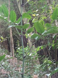 49 2 Leea guineensis Bois de sureau  Vitacee DSC07152