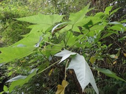 59 1 Obetia ficifolia Bois d'ortie Urticacee DSC07183