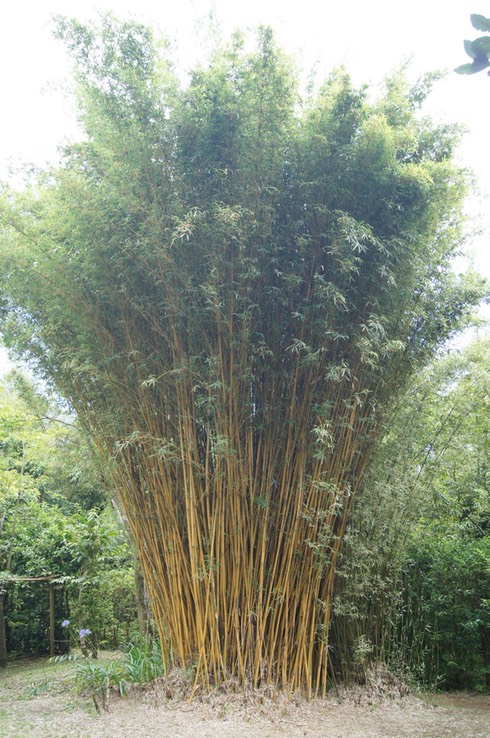 Bambou canne à pêche-2