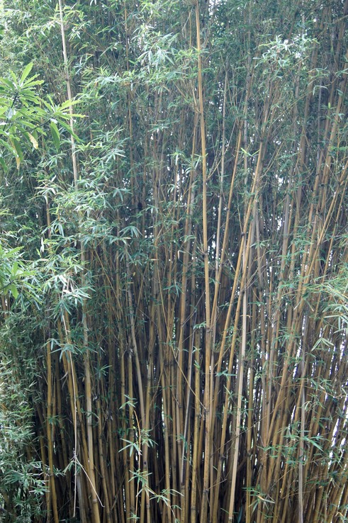 Bambou canne à pêche