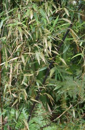 Bambou noir- Phyllostachys nigra- Poacée - exo