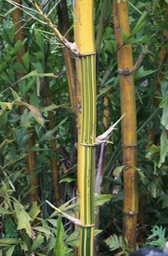 Bambou rayé - Phyllostachys vivax aureocaulis- Poacée - exo