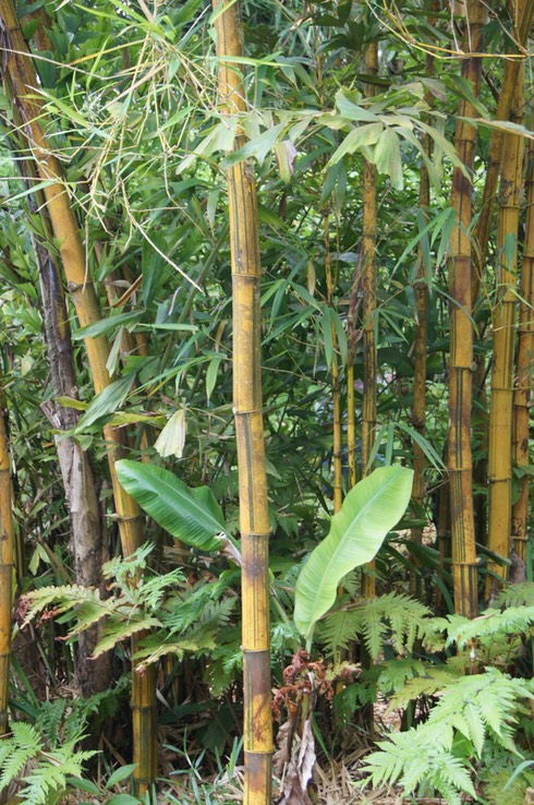 Bambou rayé-VH-2