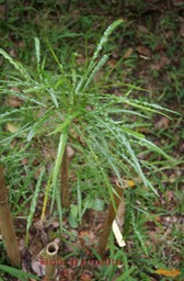 Bois d'arnette- Dodonea viscosa- Sapindacée - I