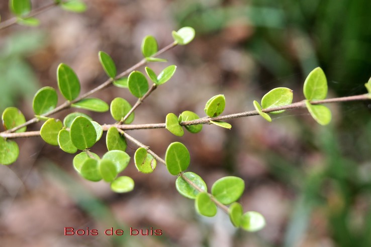 Bois de buis- Fernelia buxifolia- Rubiacée - Masc