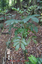 Bois de Judas - Cossinia pinnata - Sapindacée - I