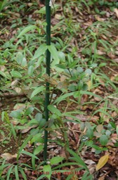 Bois de nèfle à petites feuilles- Eugenia buxifolia - Myrtacée- B