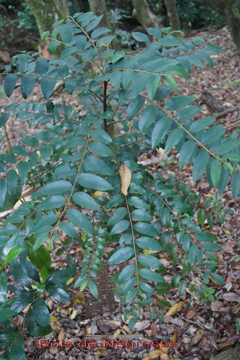 Bois de Négresse- Phyllanthus phillyreifolius- Phyllanthacée - BM