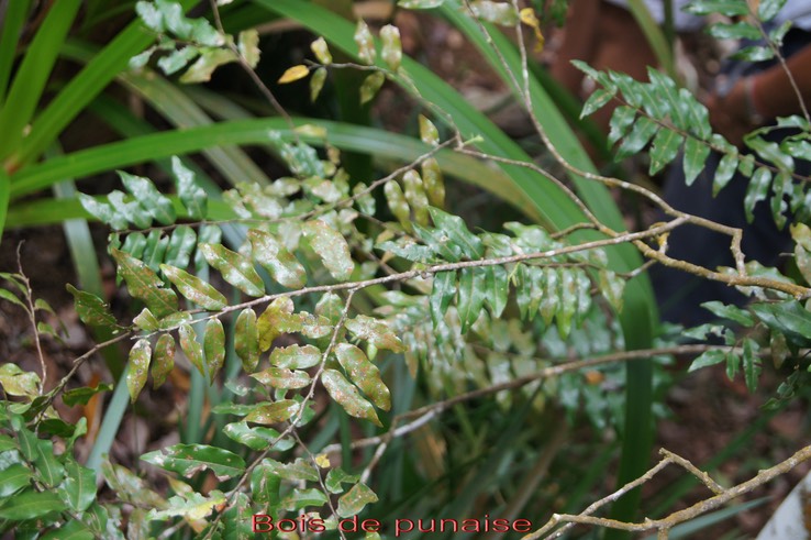 Bois de punaise - Grangeria borbonica - Chrysobalanacée - BM