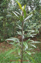 Bois d'éponge ou Bois de plat- Gastonia cutispongia- Araliacée - B