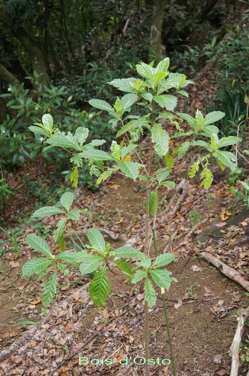 Bois d'Osto- Antirhera borbonica- Rubiacée - I