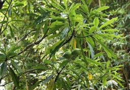 Bois jaune- Ochrosia borbonica- Apocynacée -BM
