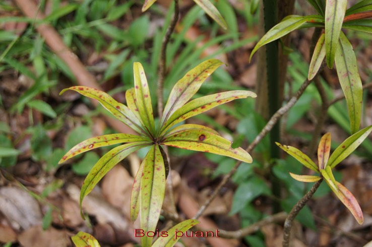 Bois puant - Foetida mauritiana-Lecythidacée - BM