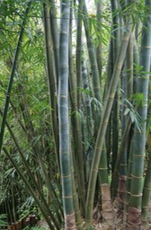 Gros Bambous de Chine- Phyllostachys sp - Poacée - exo