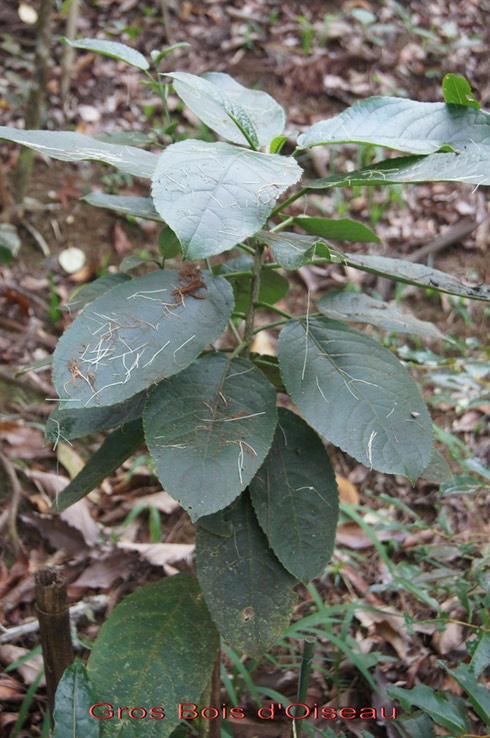 Gros Bois d'Oiseau- Claoxylon glandulosum - Euphorbiacée - B