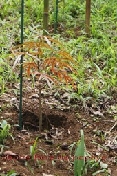 Jeune Bois de papaye- Polyscias Aemiliguineae - Araliacée - B