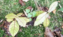Jeunes Bois de Violon ou Bois de Charles- Acalypha integrifolia - Euphorbiacée-B