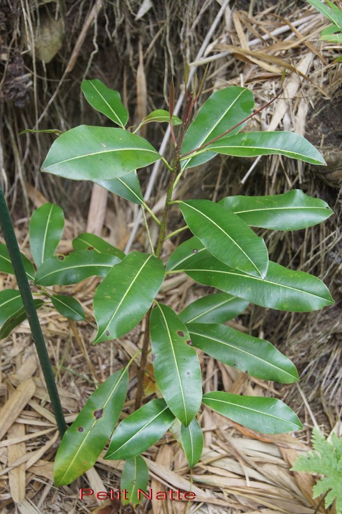 Petit Natte - Labourdonnaisia calophylloides - Sapotacée - BM