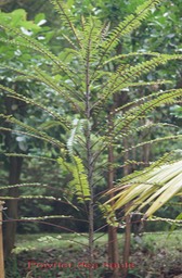 Poivrier des hauts- Zanthoxylum heterophyllum - Rubiacée - Masc