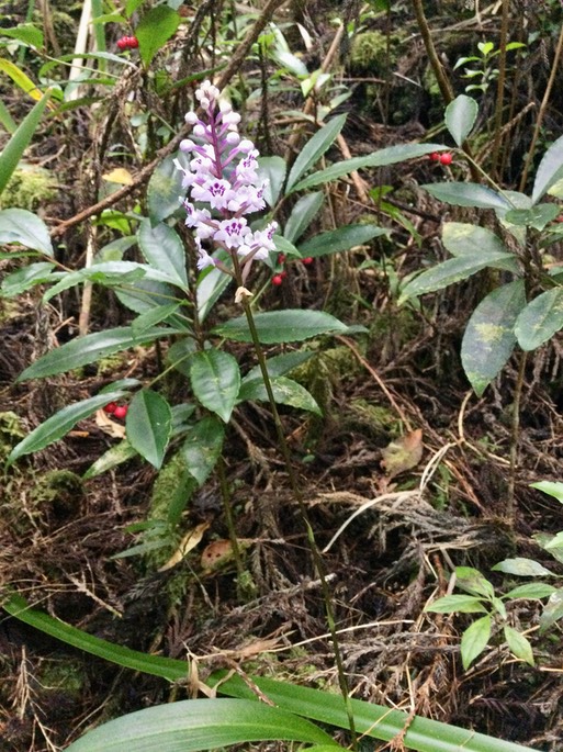 10. Cynorkis squamosa (Poir.) Lindl. - Ø - Orchidaceae - Endémique Réunion  Maurice IMG_3808.JPG