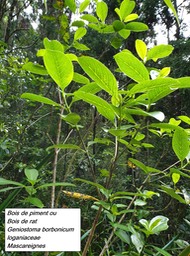11- Geniostoma borbonicum
