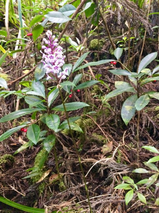 11. Cynorkis squamosa (Poir.) Lindl. - Ø - Orchidaceae - Endémique Réunion  Maurice IMG_3809.JPG