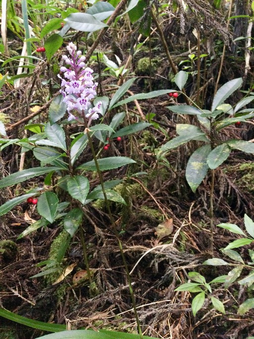 12. Cynorkis squamosa (Poir.) Lindl. - Ø - Orchidaceae - Endémique Réunion  MauriceIMG_3812.JPG