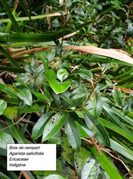 13- Agarista salicifolia