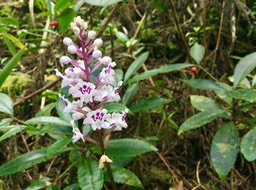 13. Cynorkis squamosa (Poir.) Lindl. - Ø - Orchidaceae - Endémique Réunion  Maurice IMG_3816.JPG