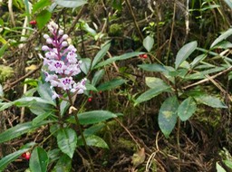 14. Cynorkis squamosa (Poir.) Lindl. - Ø - Orchidaceae - Endémique Réunion  Maurice IMG_3820.JPG