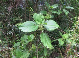 15. Boehmeria stipularis Wedd. -  Bois de source blanc  - Urticaceae - Mascar. (B, ?M), ?Madag. IMG_3211.JPG