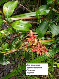 17- Agarista salicifolia