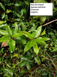 18- Agarista salicifolia