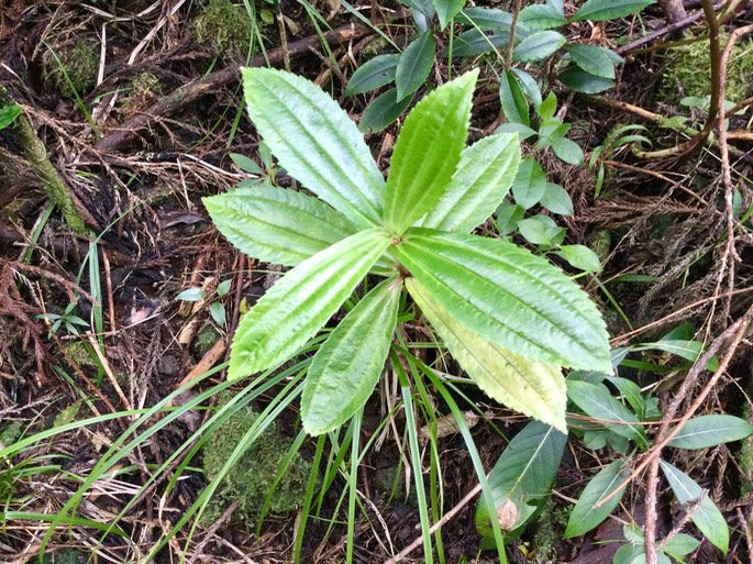 18. Pilea ??? umbellata - ???  - Urticaceae - endémique Réunion IMG_3828.JPG