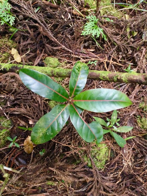 19. Casearia coriacea - Bois de cabri rouge - Flacourtiaceae  IMG_3830.JPG