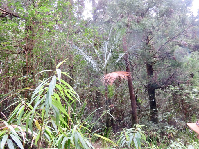2.  Acanthophoenix rubra (Bory) H. Wendl - Palmiste rouge - Arecaceae - La Réunion. Maurice.