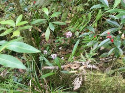 20. Cynorkis squamosa (Poir.) Lindl. - Ø - Orchidaceae - Endémique Réunion  Maurice IMG_3832.JPG