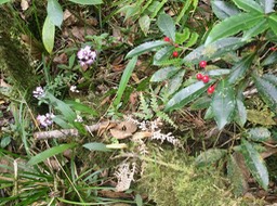 21. Cynorkis squamosa (Poir.) Lindl. - Ø - Orchidaceae - Endémique Réunion  Maurice IMG_3835.JPG