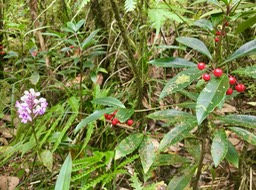 22. Cynorkis squamosa (Poir.) Lindl. - Ø - Orchidaceae - Endémique Réunion  Maurice IMG_3838.JPG