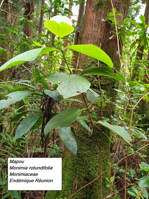 23- Monimia rotundifolia