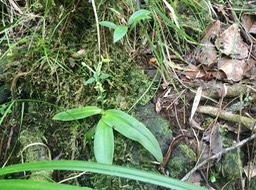 23. Cynorkis citrata (Thouars) Bytebier (ex Habenaria citrata) -Ø- Orchidaceae -B Réunion [https://mascarine.cbnm.org/index.php/flore/index-de-la-flore/nom?code_taxref=706345] IMG_3839.JPG